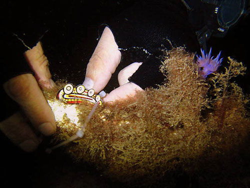 Scientist gathering around short after discovery of the bacillus