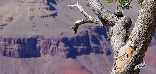 Grand Canyon North Rim